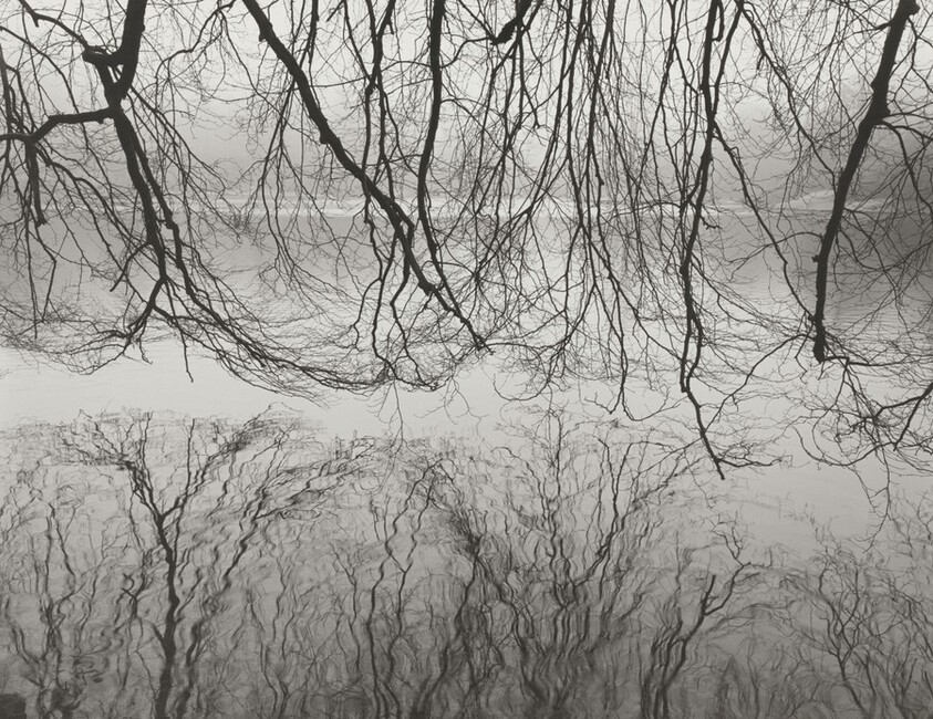 Copper Beech, Stourhead