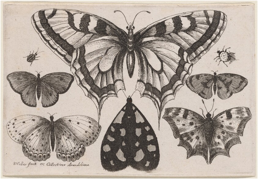 Five Butterflies, a Moth, a Beetle, and a Spider