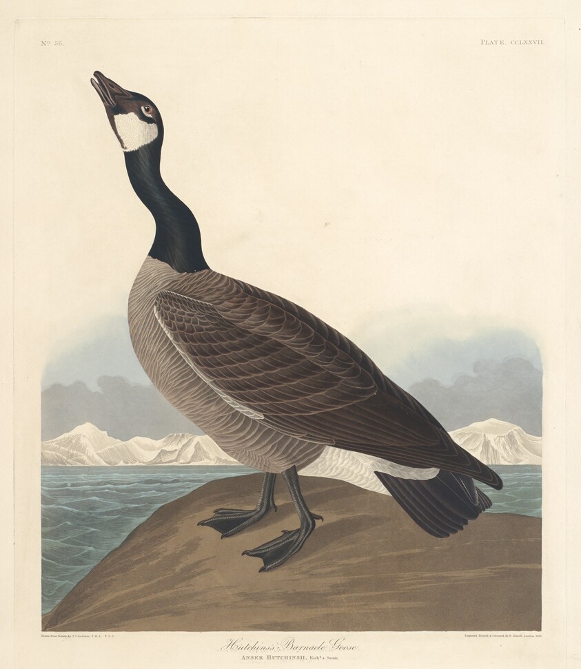 Hutchin's Barnacle Goose