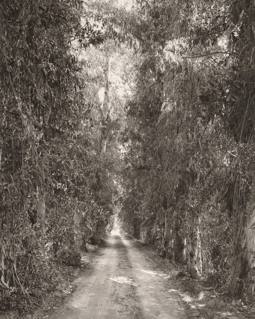 Eucalyptus alley through citrus orchards, Grand Terrace, California
