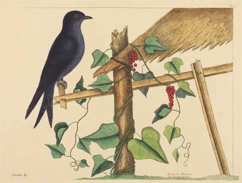 The Purple Martin (Hirundo purpurea)