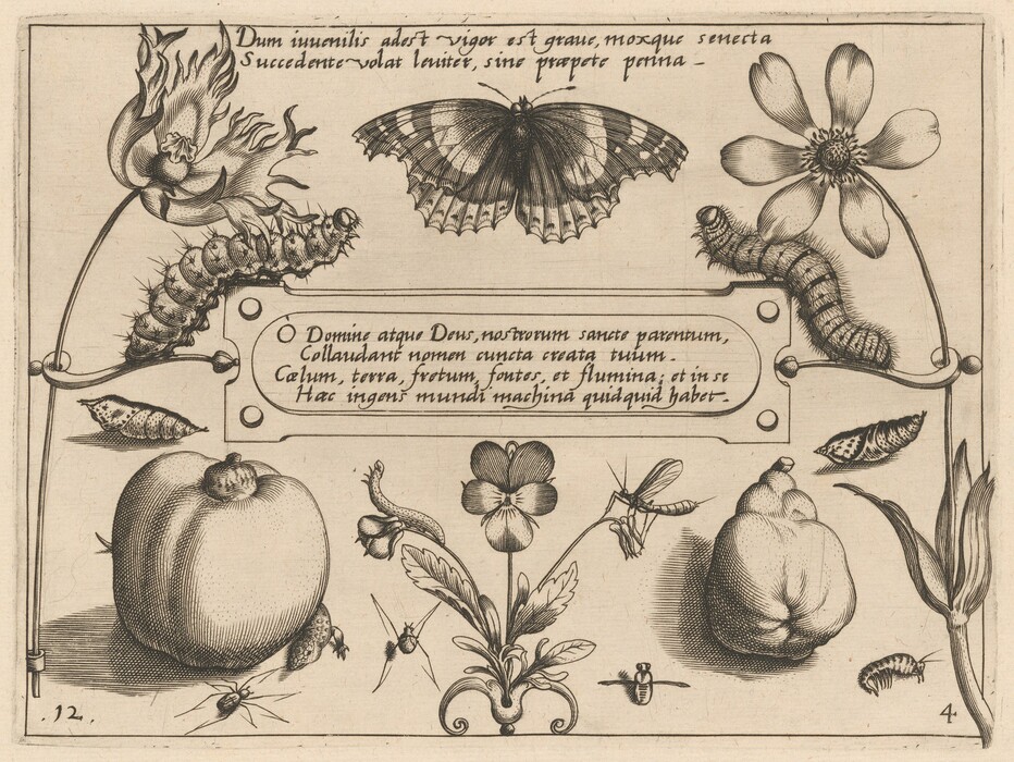 The image shows a large butterfly in the center, with two caterpillars on flower stems on each side. The color palette is monochrome, with shades of black, white, and gray. Under the butterfly are various stages of butterfly and moth development, including chrysalises, larvae, and botanical elements like fruits, flowers, and leaves. The elements are placed around a centered, rectangular section of text.