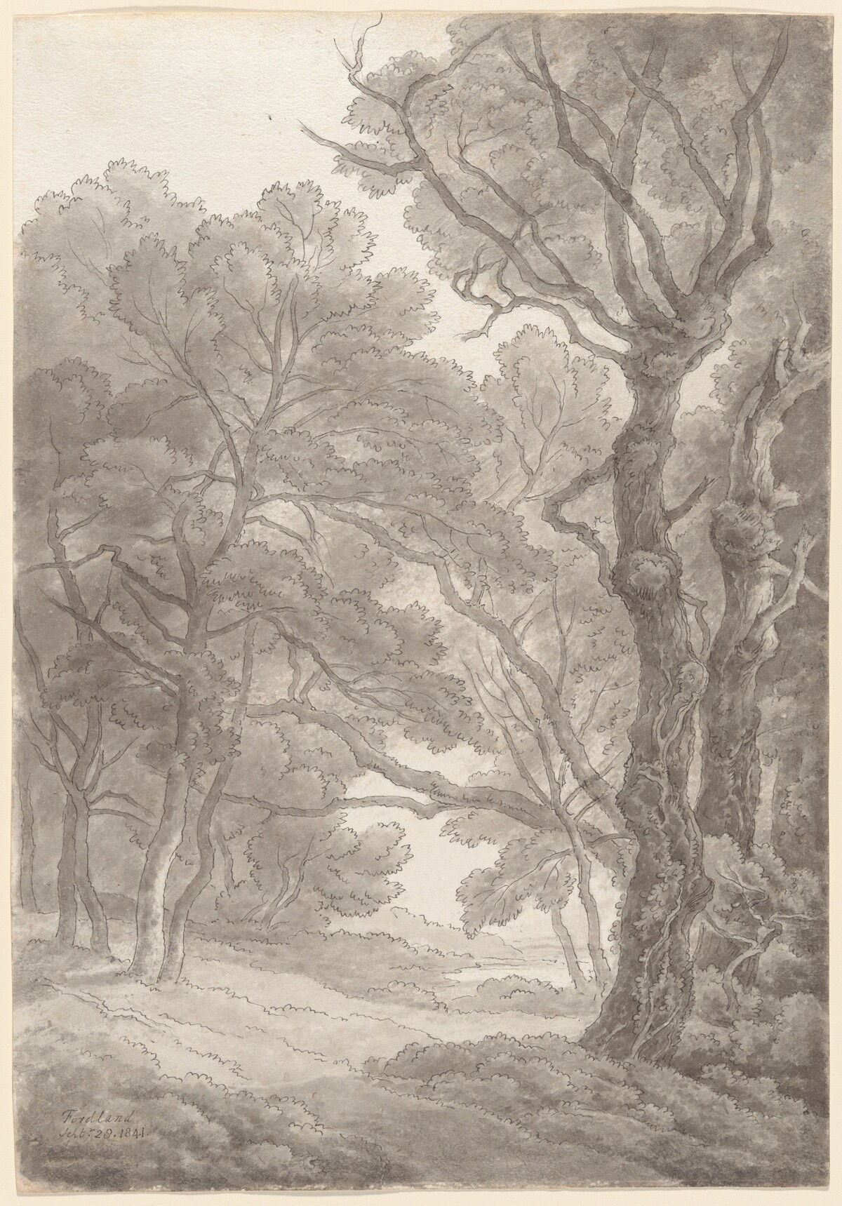 Trees at Fordland, Devon