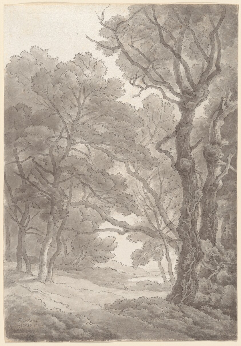Trees at Fordland, Devon