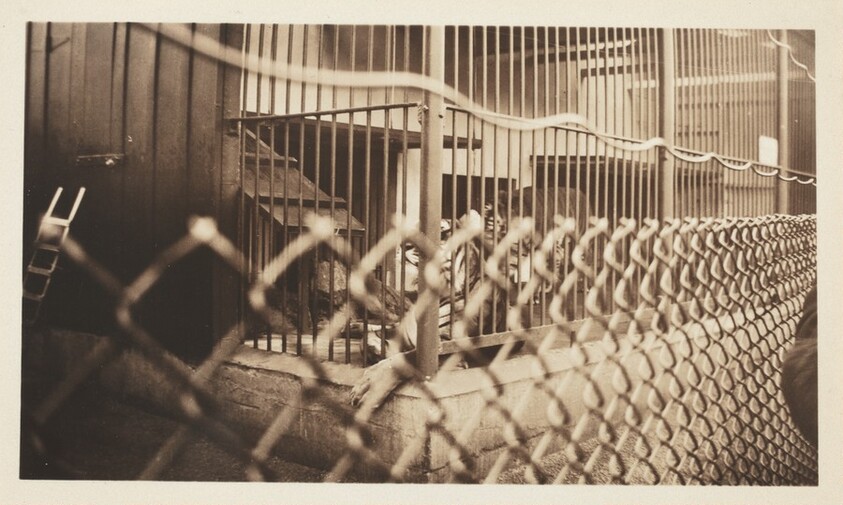 Untitled (Tiger in cage)