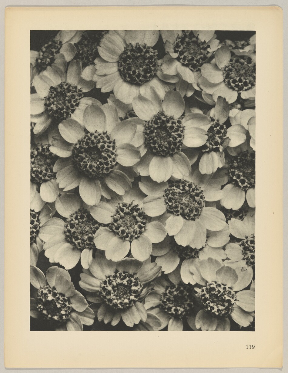 The image shows a cluster of small flowers with distinct petals and textured centers. The color palette is grayscale, with shades of black, white, and gray. The flowers densely cover the frame, creating a cohesive pattern.