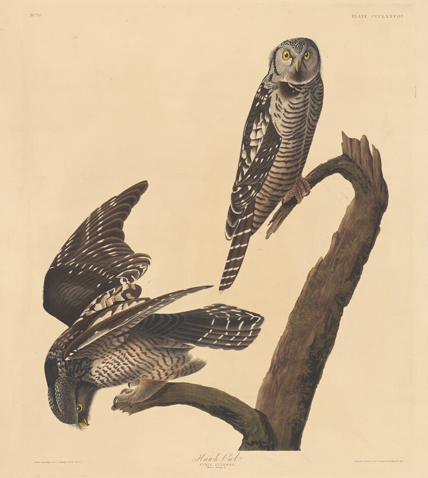 Hawk Owl