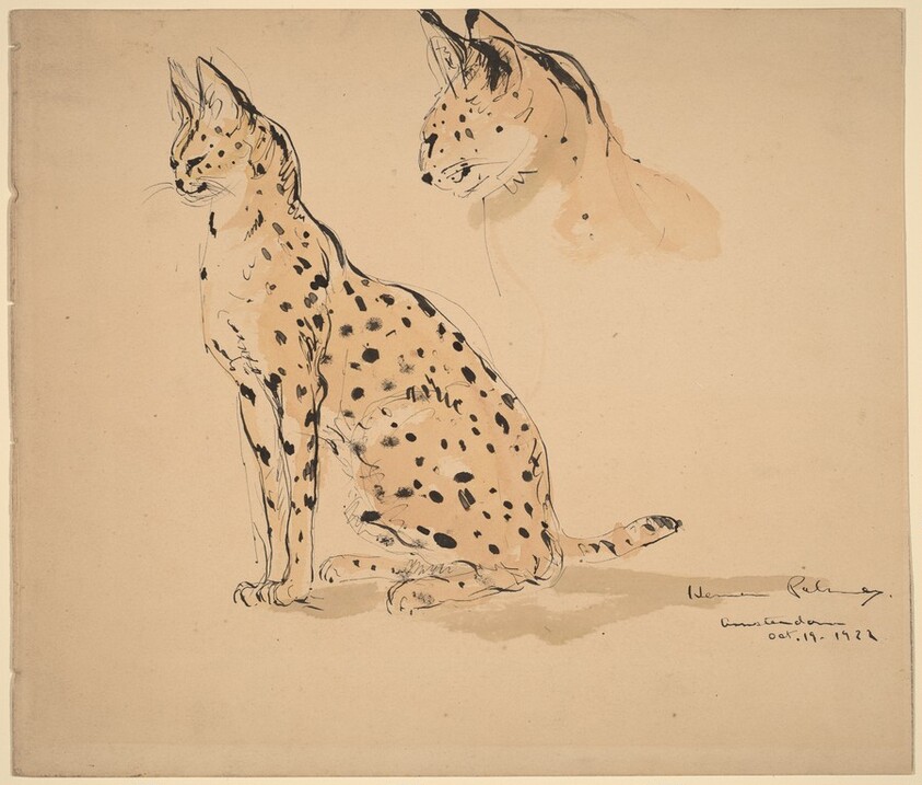 Two Studies of an Ocelot