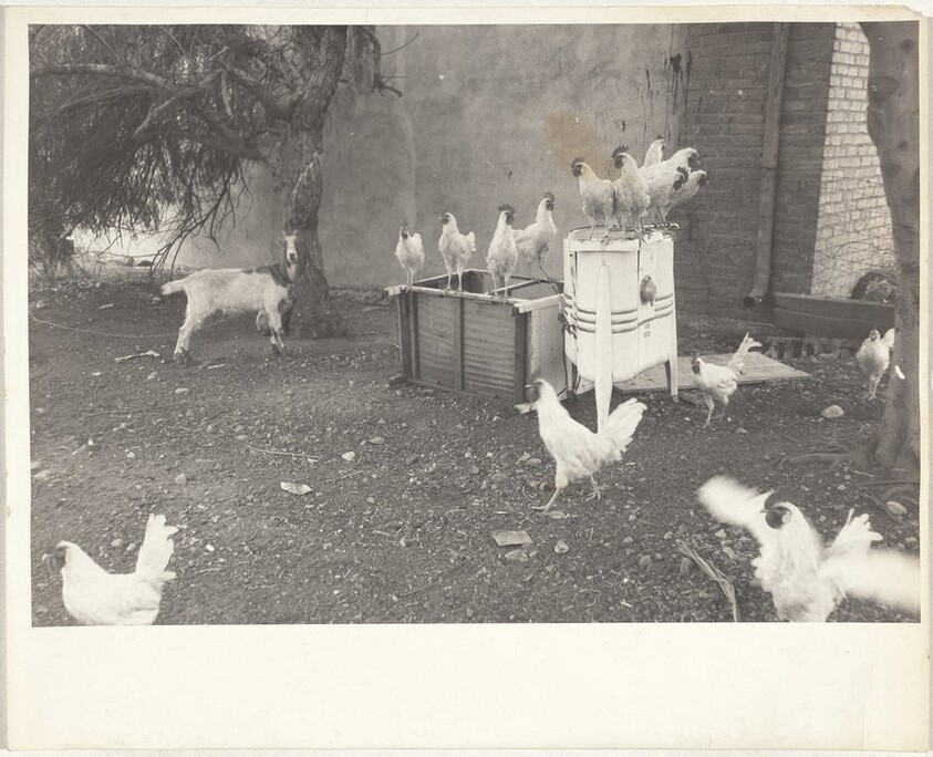 Chicken farm--San Fernando, California