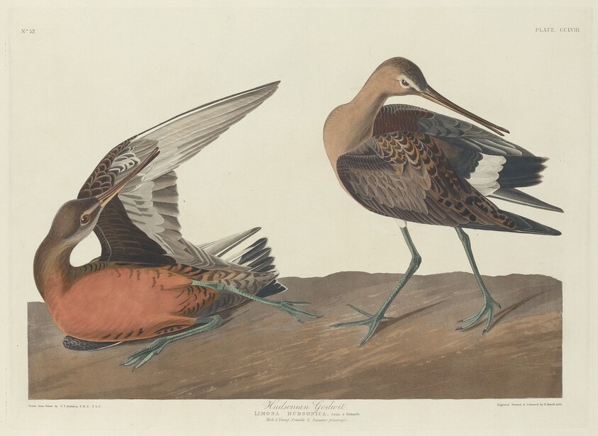 Hudsonian Godwit