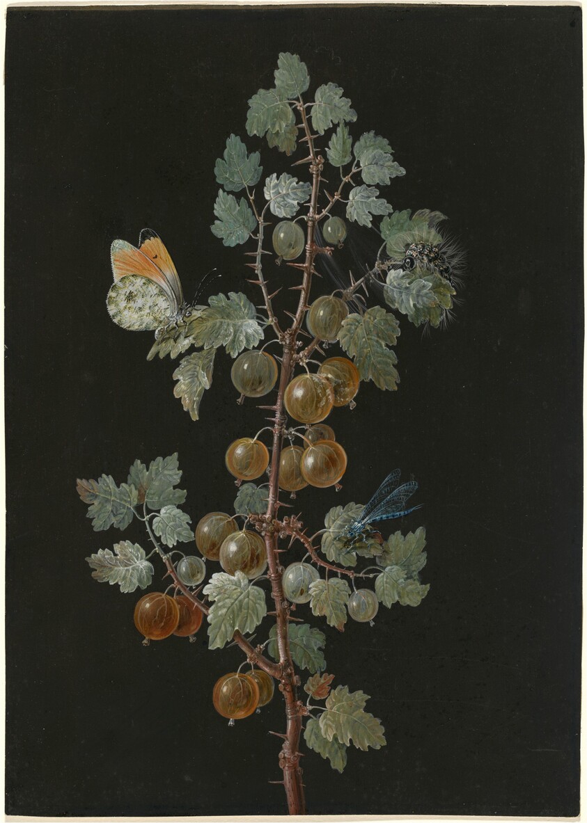 A Branch of Gooseberries with a Dragonfly, an Orange-Tip Butterfly, and a Caterpillar