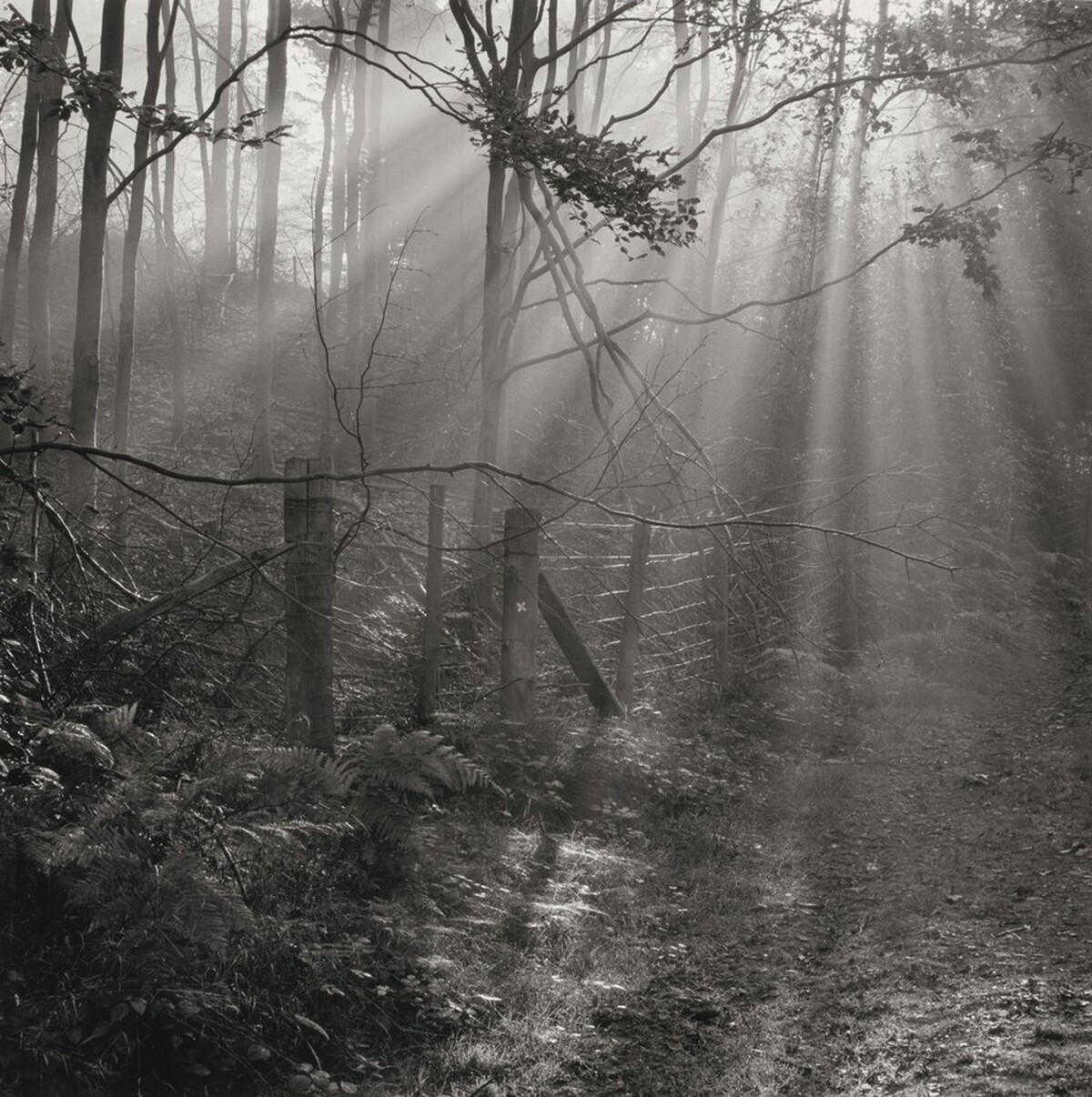Fence, Russell's Enclosure