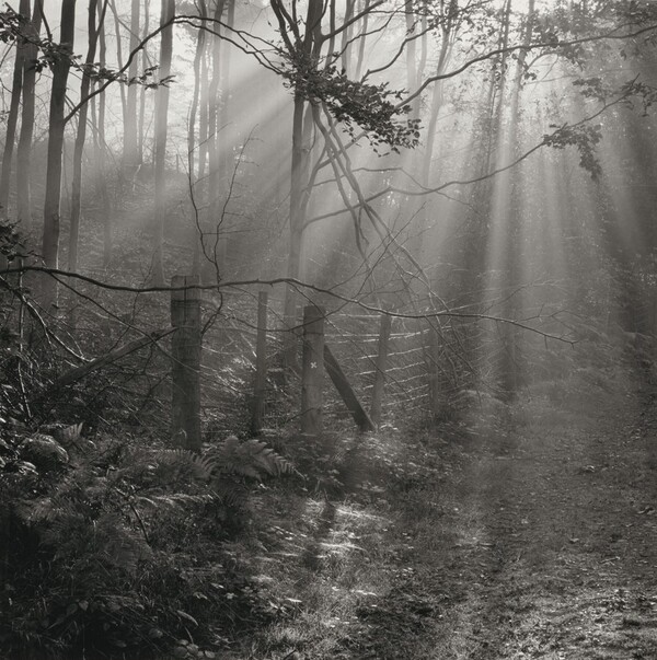 Fence, Russell's Enclosure