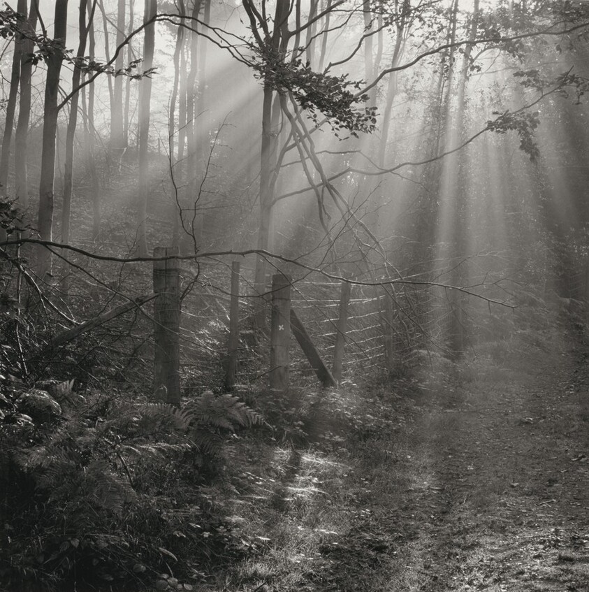 Fence, Russell's Enclosure