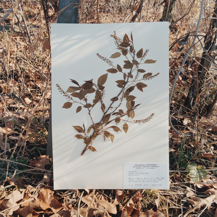 Prunus serotina, Wild Cherry