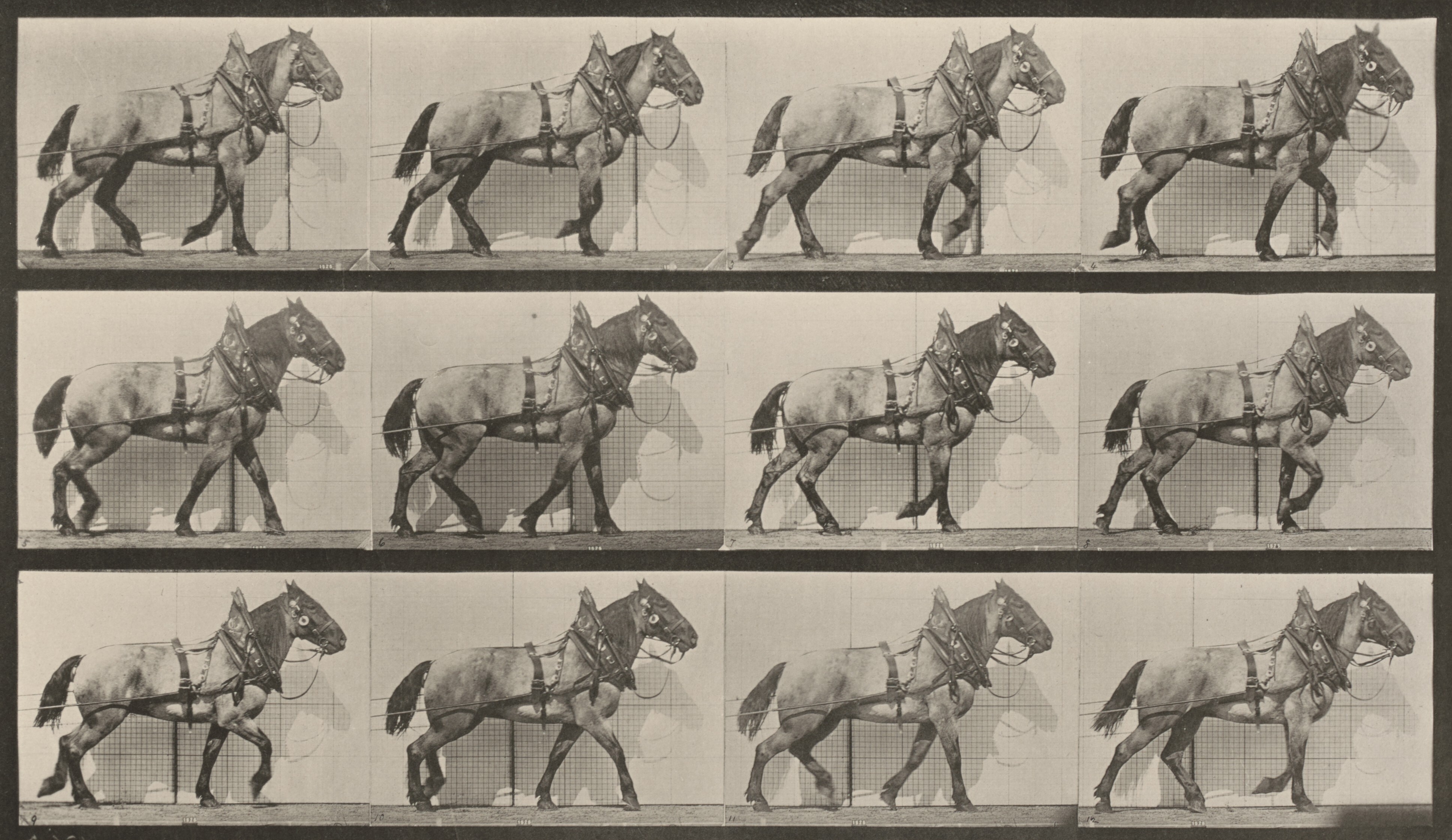 Plate Number 716. Cat; walking; change to galloping by Eadweard