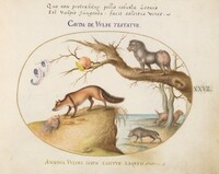 Plate 27: A Cross Fox, a Hyena/Baboon, a "Sea Wolf," and a Gulon (Wolverine?), Joris Hoefnagel, c.1575/1590s