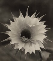 Echinopsis Blüte (Echinopsis Blossom), Albert Renger-Patzsch, c. 1927