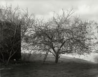 Tompkins County King [Apple Tree near Barn], John Szarkowski, 2005