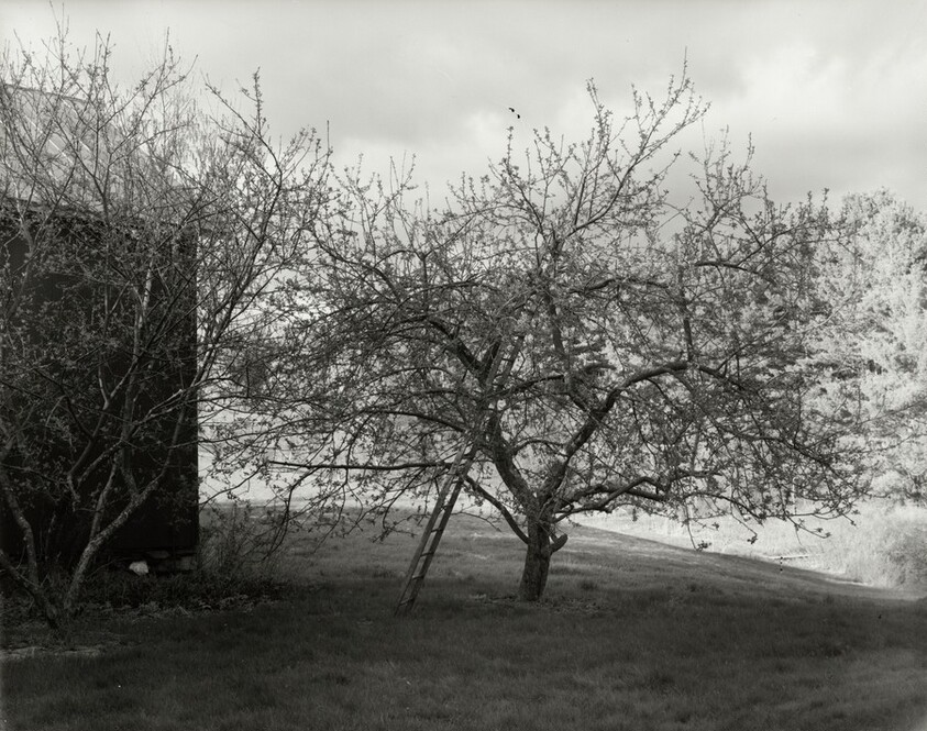 Tompkins County King [Apple Tree near Barn]