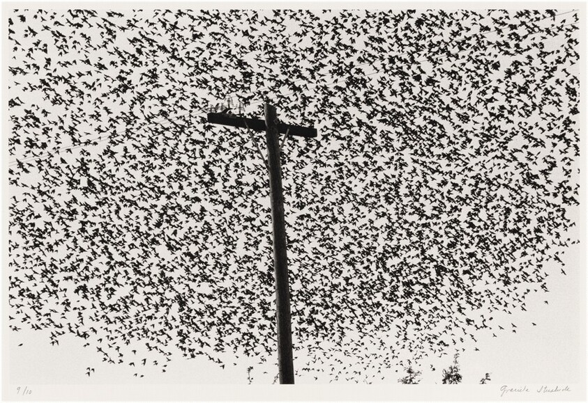 Pájaros en el poste, Guanajuato, México (Birds on the Post, Guanajuato, Mexico)