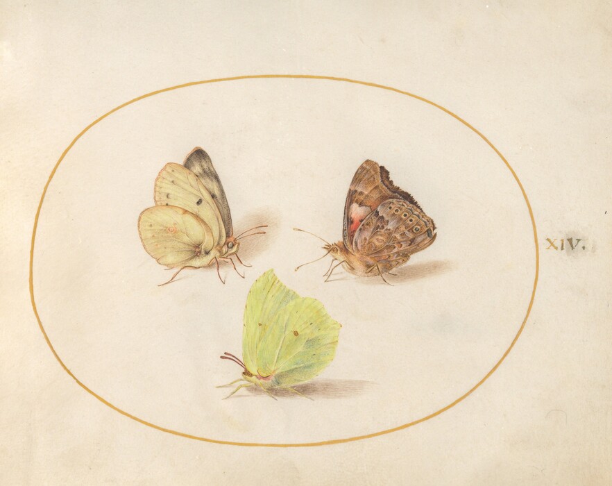 Three butterflies are depicted in the image, each displaying unique colors and patterns. The color palette consists of soft yellows, browns, greens, and hints of pink. The left butterfly has pale yellow wings with dark tips, the right butterfly showcases intricate brown patterns with hints of pink and blue, and a vibrant green butterfly is shown from a side view at the bottom. The butterflies are arranged in a loose triangular formation within an oval frame, with the number "XIV" visible to the right of the oval.