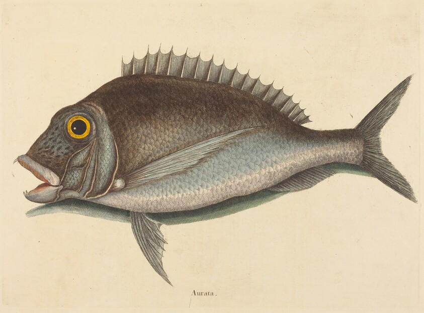 The Porgy (Sparus chrysops)