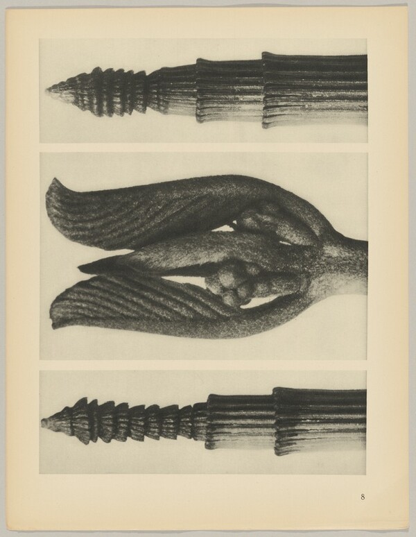 a Equisetum hiemale; b Rhamnus Purshiana; c Equisetum hiemale