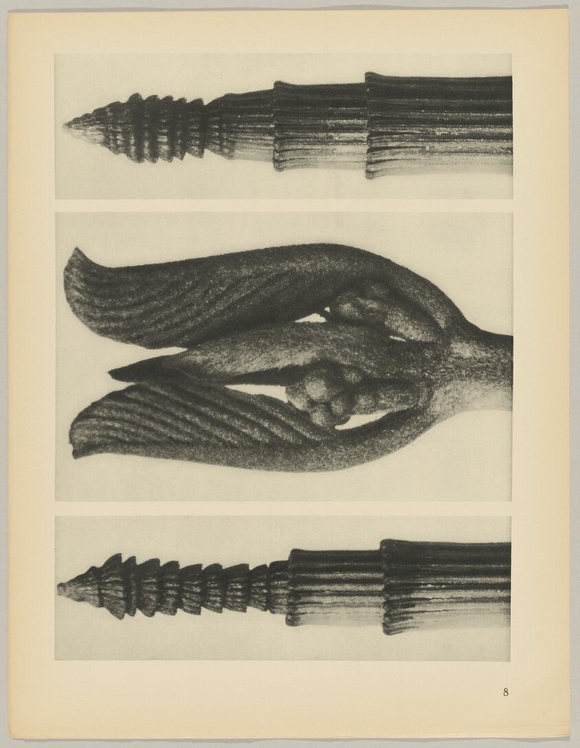a Equisetum hiemale; b Rhamnus Purshiana; c Equisetum hiemale