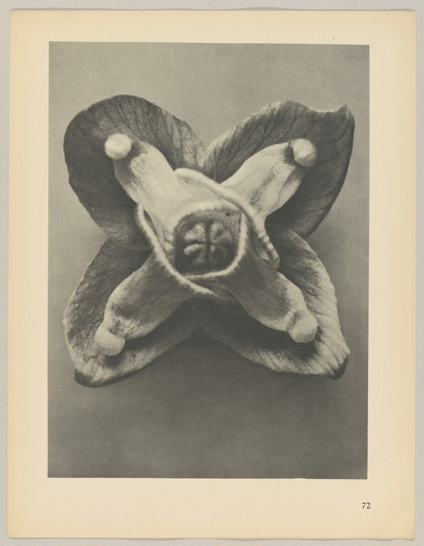 Epimedium Muschianum