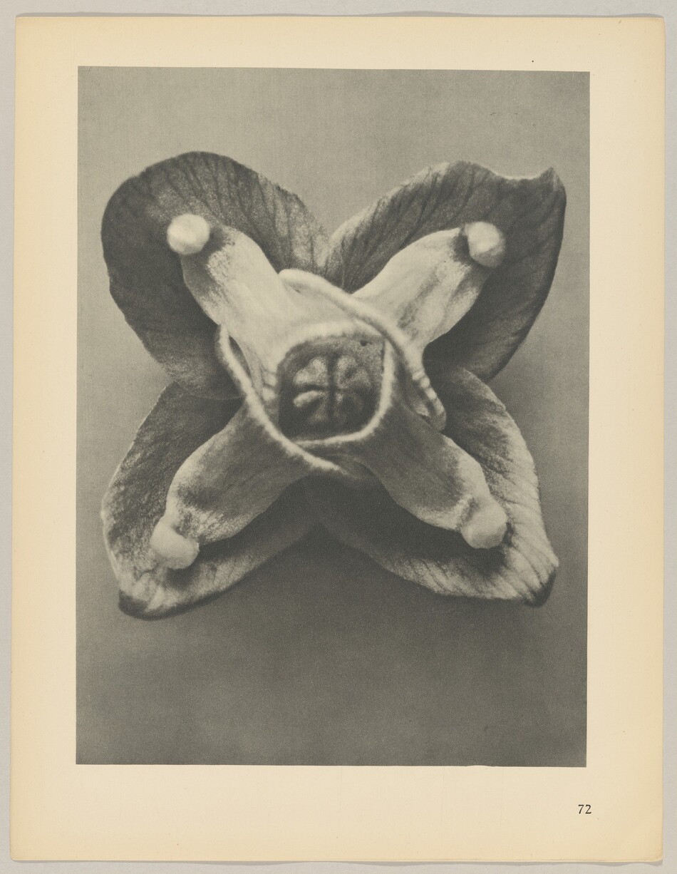 The image shows a close-up of a flower or plant structure with a symmetrical arrangement. The color palette is monochromatic in shades of gray, highlighting the texture and details of the object. The flower is centrally positioned and fills most of the frame, with petal tips extending towards the edges. In the lower right corner, the number '72' is visible.