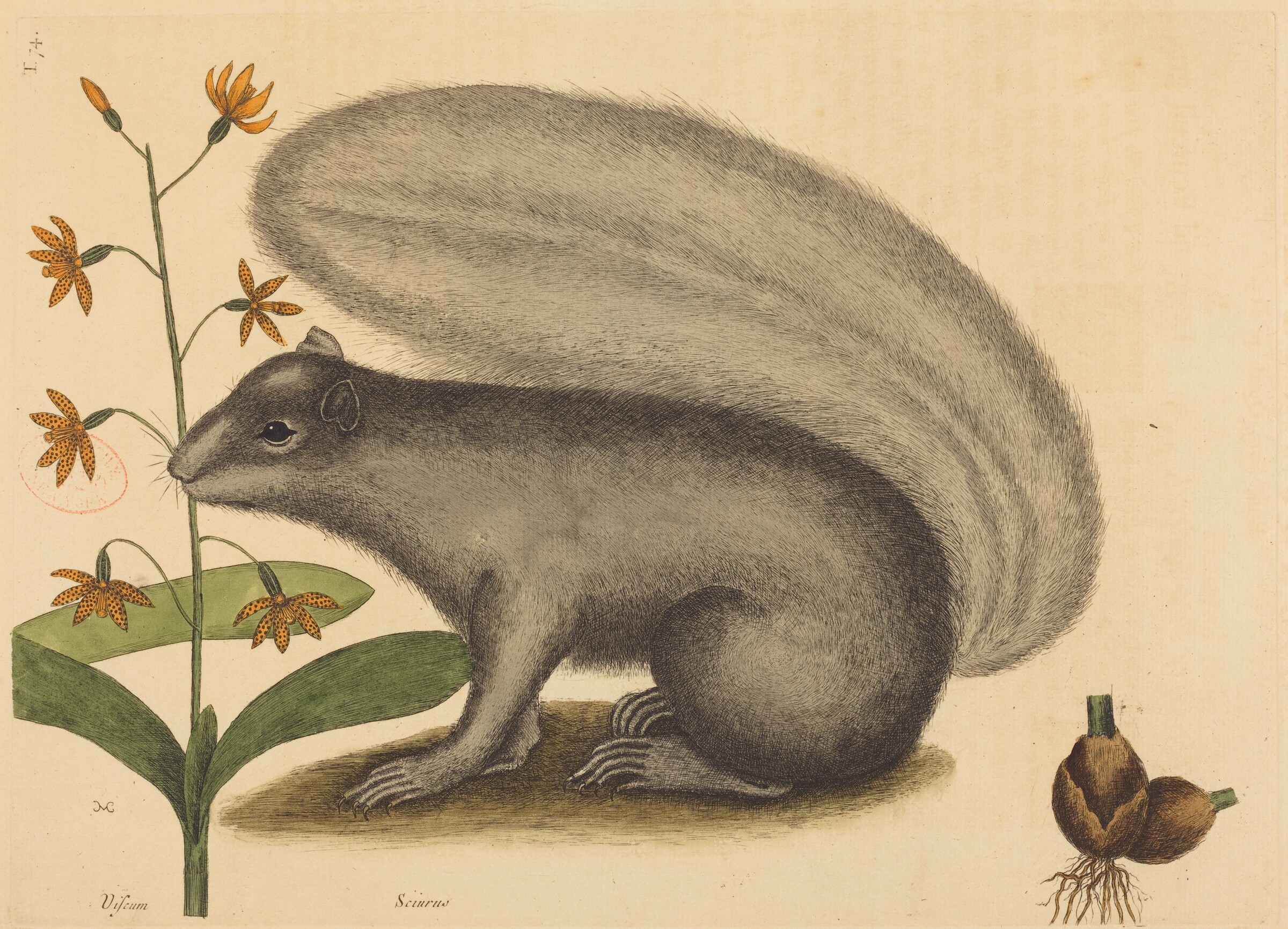 The Grey Fox Squirrel (Sciurus cinereus), Mark Catesby, published 1731-1743