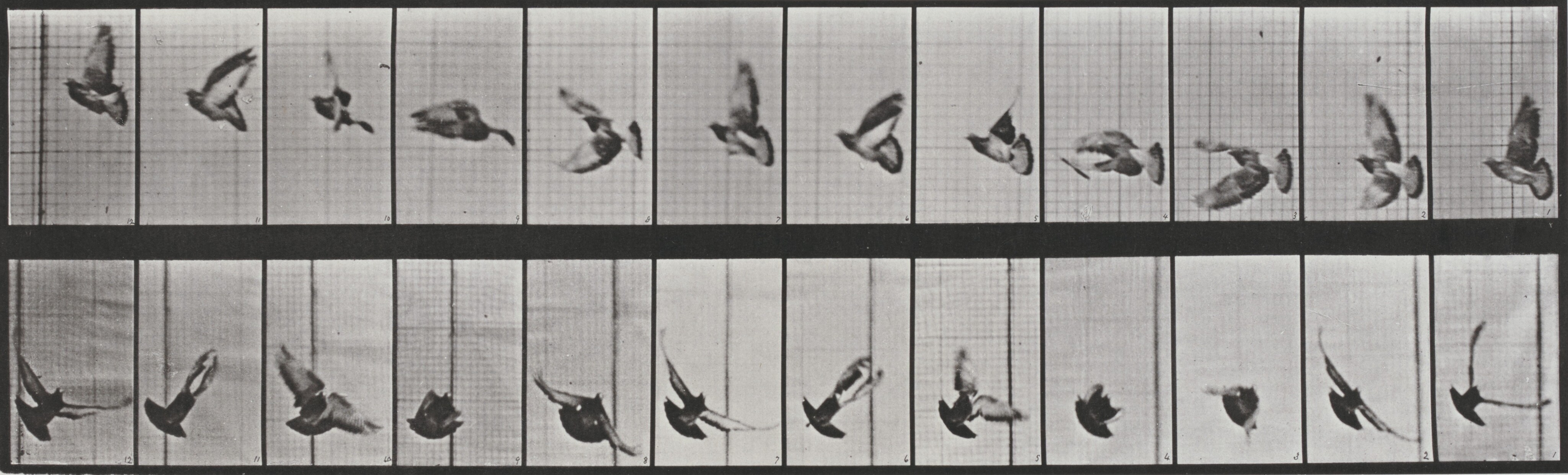 アート・デザイン・音楽 Eadweard Muybridge. Eadweard Muybridge's Animal Locomotion: Plate 717 (Cat)