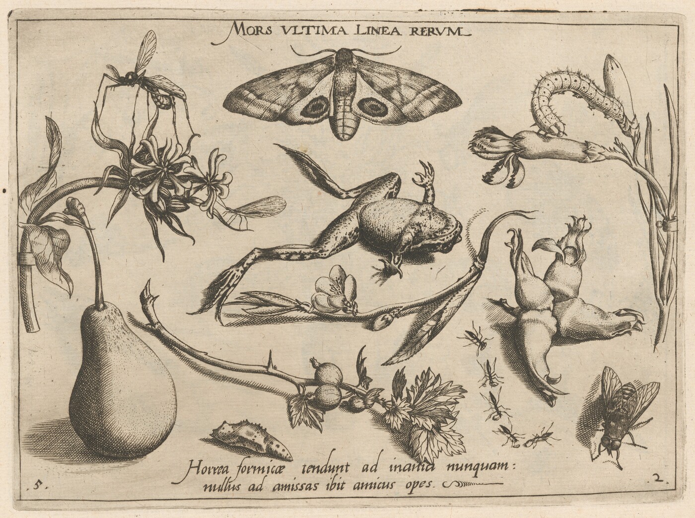 The image shows a large moth, a frog, and a pear. The color palette is monochromatic in shades of black and gray. An insect is depicted on a plant on the right side. The frog is below the moth, and the pear is on the left. A branch runs through the lower section. Insects are scattered throughout the lower portion, with a large fly in the bottom right corner.