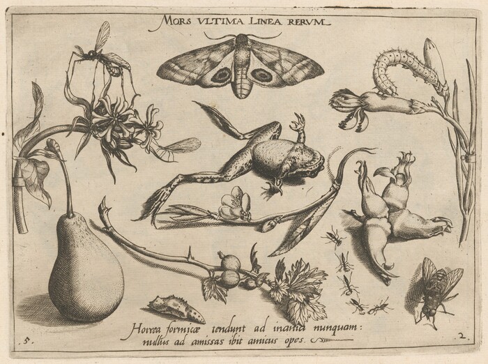 The image shows a large moth, a frog, and a pear. The color palette is monochromatic in shades of black and gray. An insect is depicted on a plant on the right side. The frog is below the moth, and the pear is on the left. A branch runs through the lower section. Insects are scattered throughout the lower portion, with a large fly in the bottom right corner.