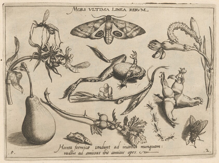 Archetypa studiaque patris Georgii Hoefnagelii [Part 2, Plate 5]