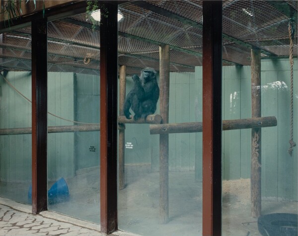 Gorilla, Metro Toronto Zoo