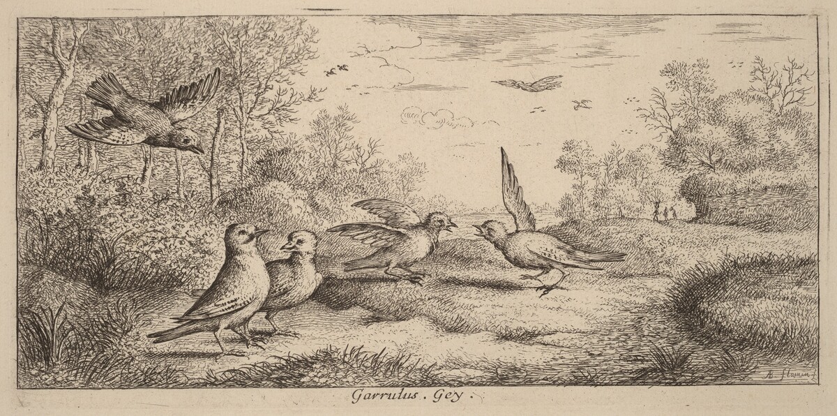 Garrulus, The Jay