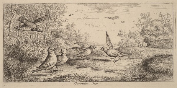 Garrulus, The Jay