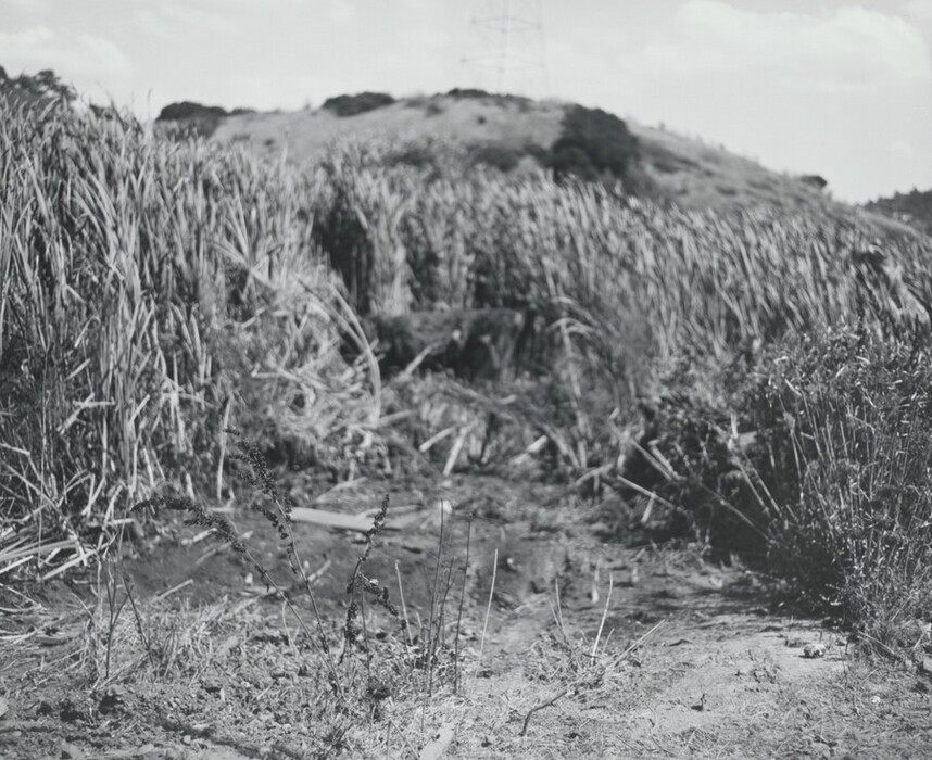 The image shows a ground-level perspective of a natural landscape. A dirt path leads into tall grasses and vegetation. In the distance, a hill partially covered with bushes or small trees is visible, with the horizon midway up the image. An electric transmission tower is faintly seen behind the hill. The photograph is in black and white, emphasizing contrast and textures of the surroundings. The lighting appears soft, suggesting overcast conditions or diffused sunlight.