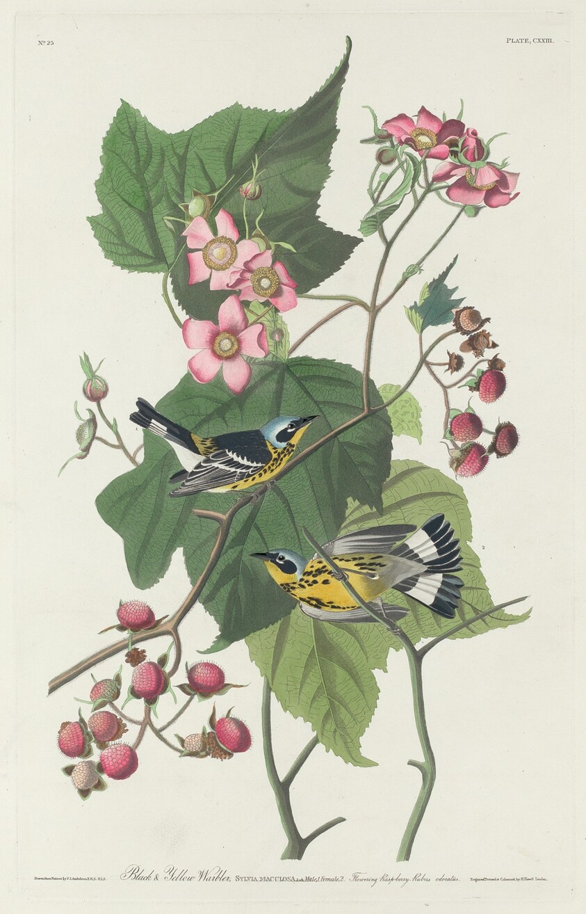 Black and Yellow Warbler