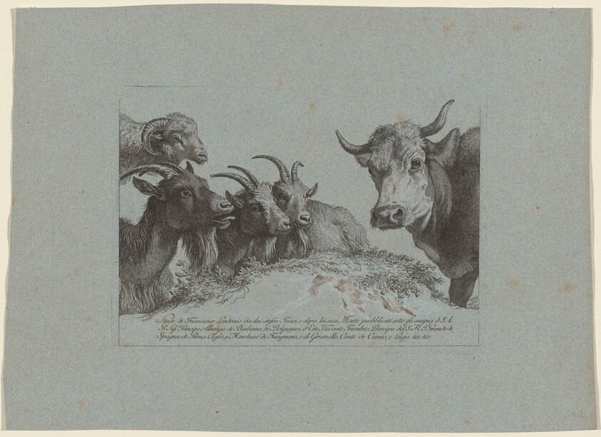 Study of Heads: Three Goats, an Ox, and a Ram