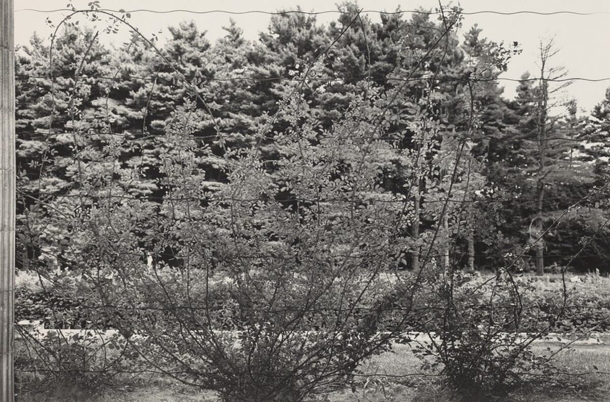 Climbing Rose Vines, Saratoga Springs, New York