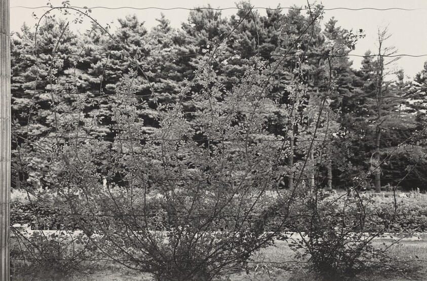 Climbing Rose Vines, Saratoga Springs, New York