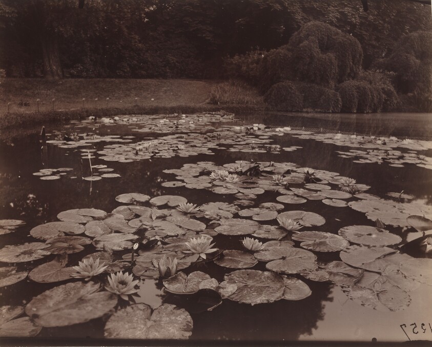 Nymphéas (Bagatelle)