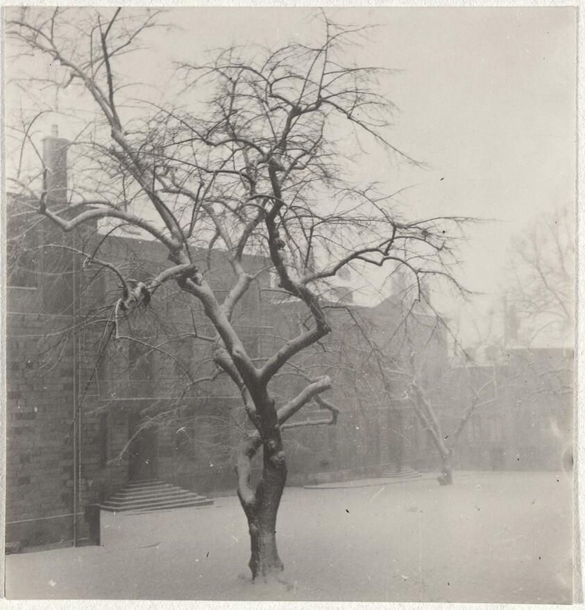 Snow-covered tree--Landscape