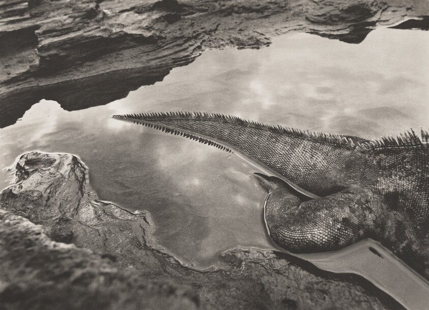 Marine iguana (Amblyrhynchus cristatus). It is the only type of iguana in the world able to live in salty waters. Galápagos. Ecuador.