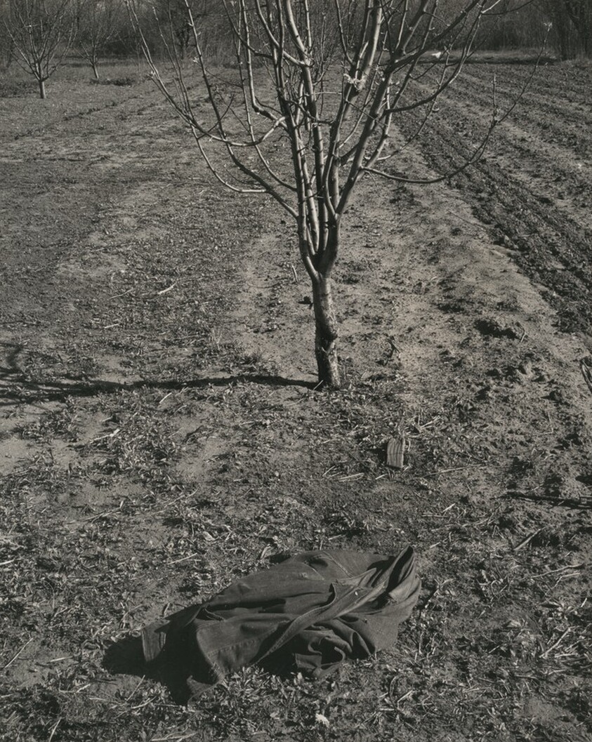 Jacket in front of Tree