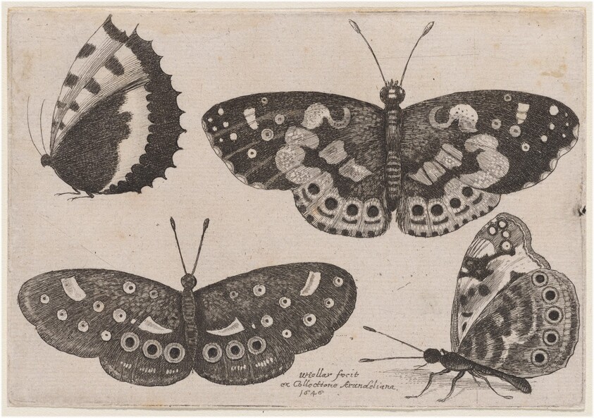 Four Butterflies