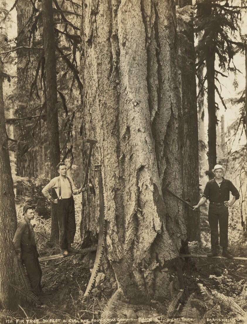 Fir Tree, Thirty Feet in Circumference, One Foot from Ground